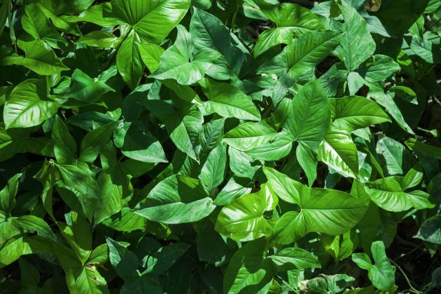 Effective Over-the-Counter Medications for Treating Poison Ivy